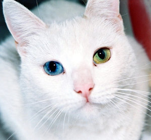 Турецкая ангора