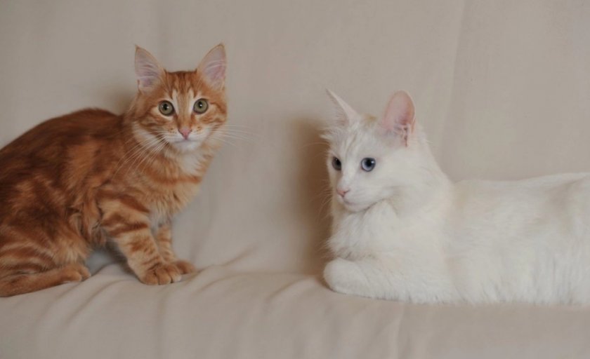 Турецкая ангора