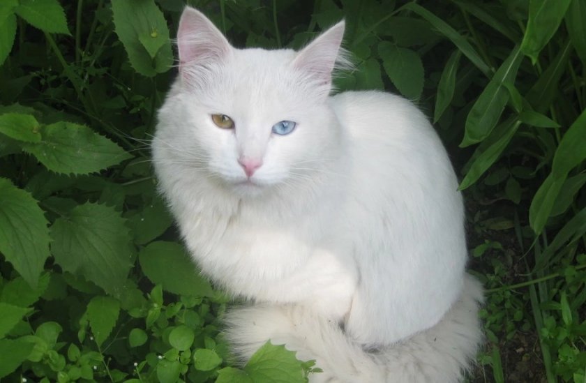 Турецкая ангора