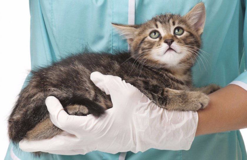 Кошка Кошка