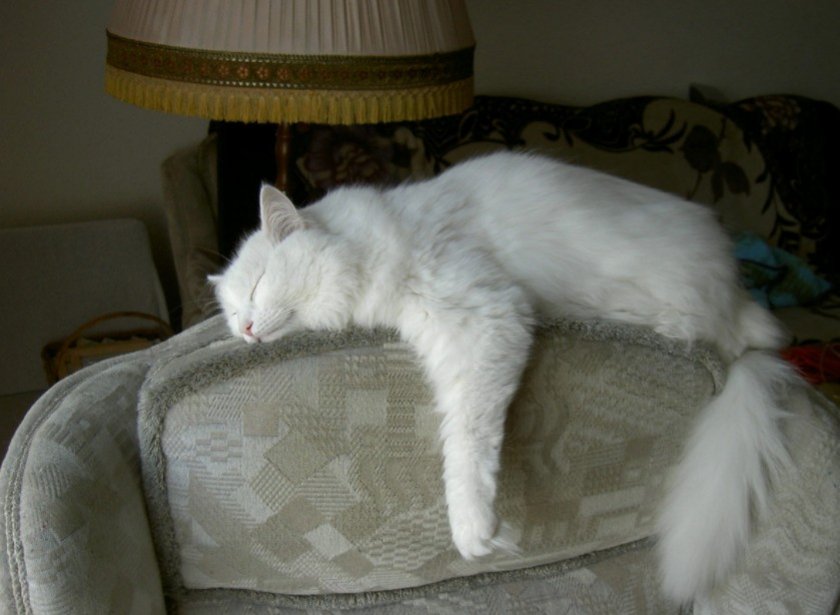 Турецкая ангора