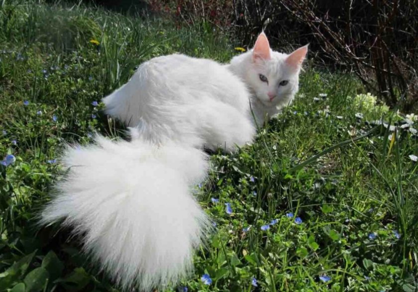 Турецкая ангора