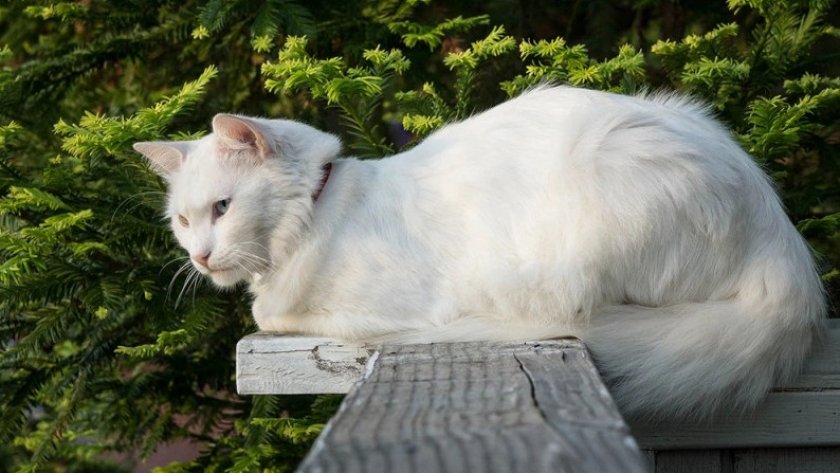 Турецкая ангора