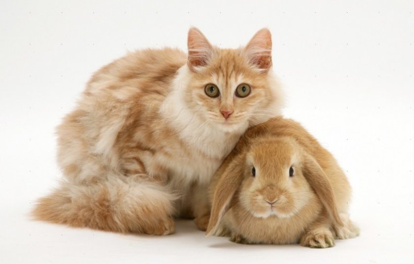 Турецкая ангора