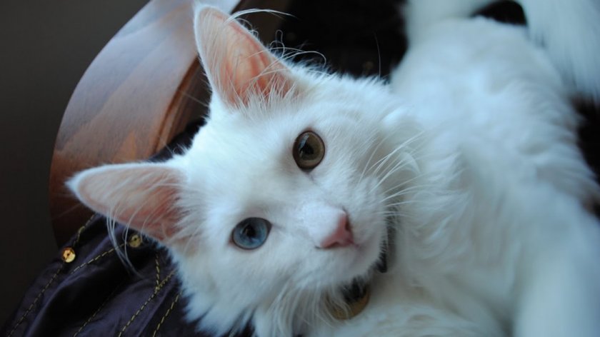 Турецкая ангора