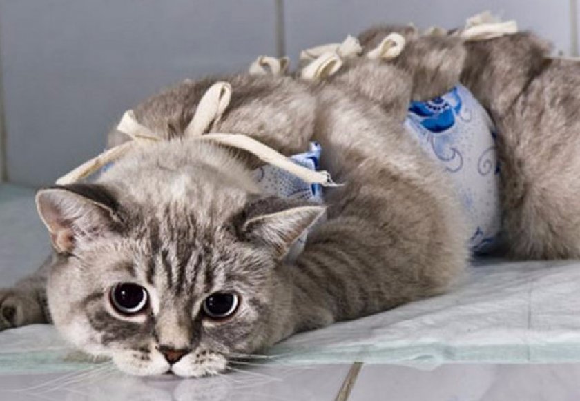 Кошка после стерилизации Кошка после стерилизации