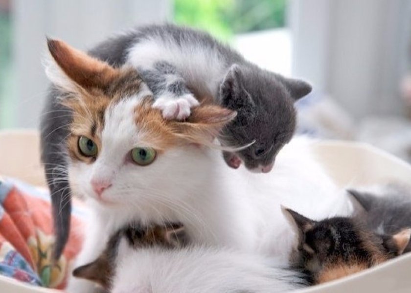 Кошка с котенком Кошка с котенком