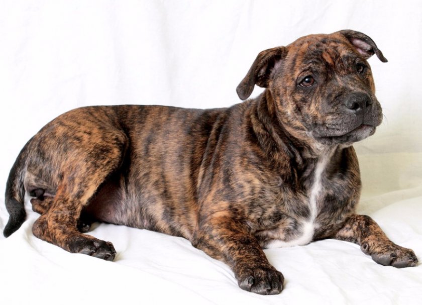 Стаффордширский бультерьер Стаффордширский бультерьер