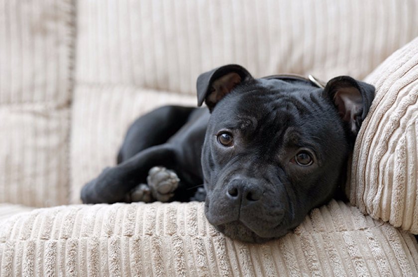 Порода стаффордширский бультерьер