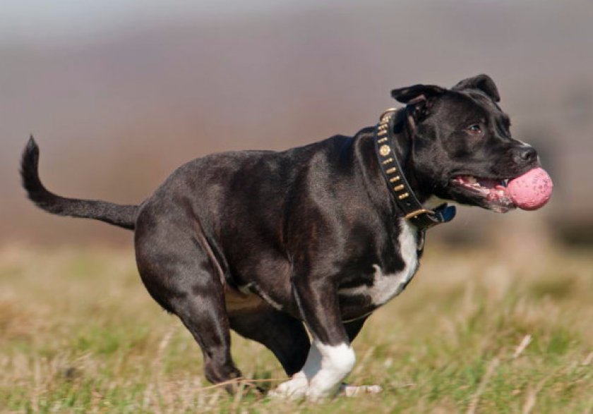 Прогулки со стаффи Прогулки со стаффи