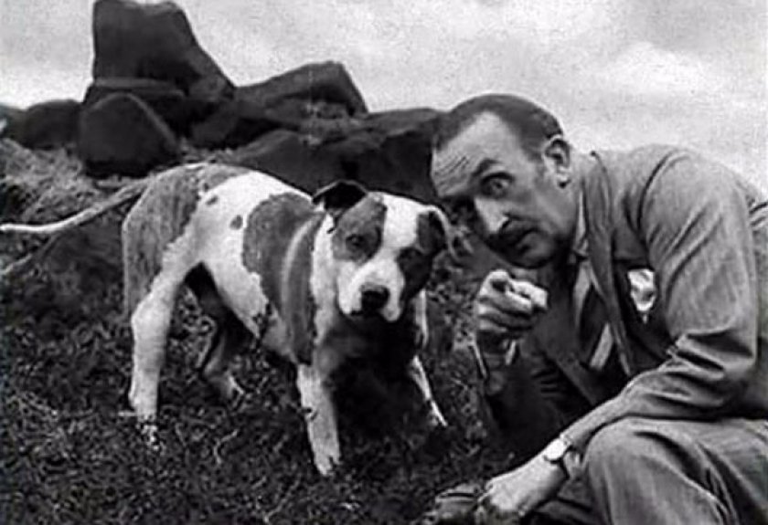 История стаффордширского бультерьера