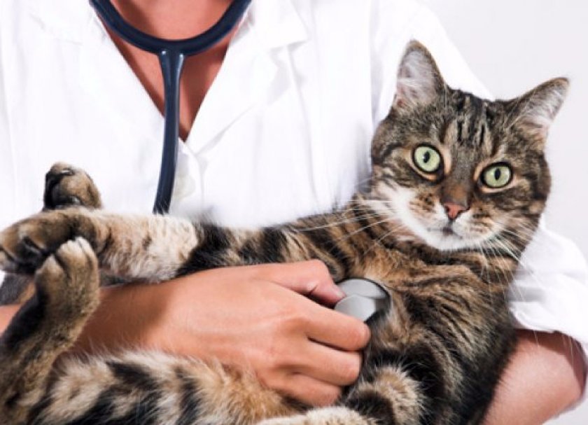 Кошка Кошка