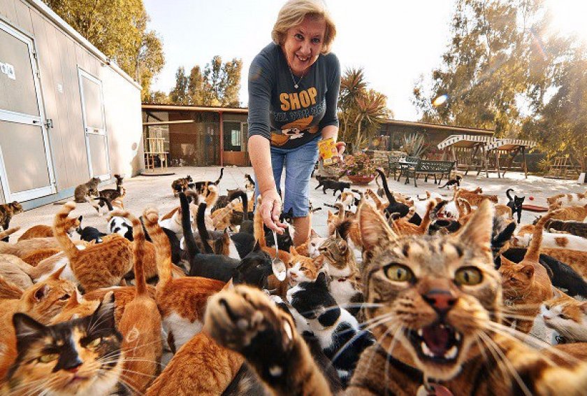 Увеличение популяции кошек Увеличение популяции кошек