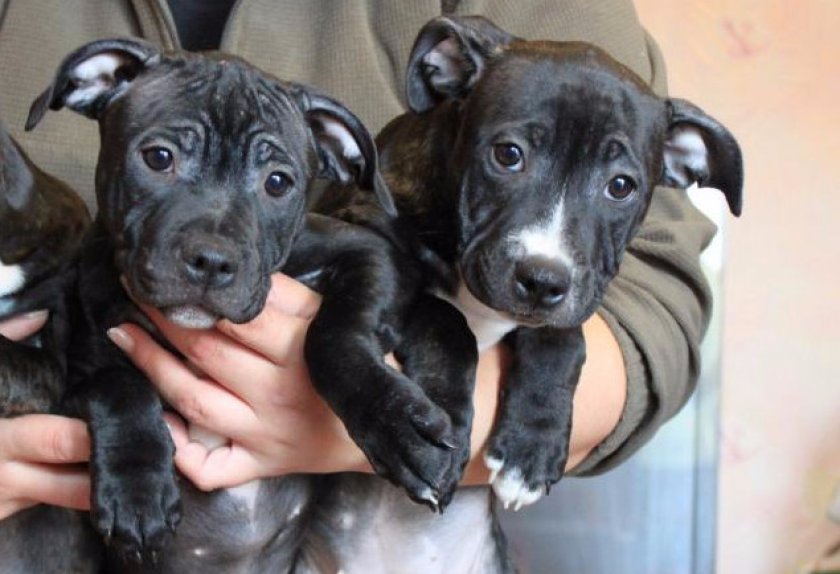 Cтаффордширский бультерьер