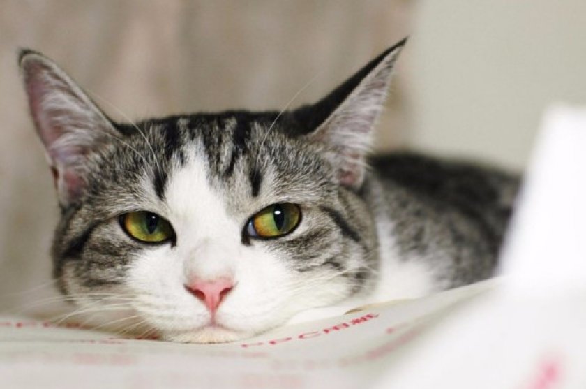 Кошка Кошка