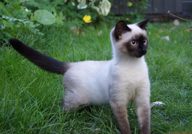 Сиамская кошка Сиамская кошка