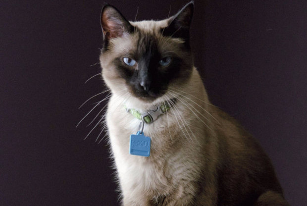 Сиамская кошка Сиамская кошка