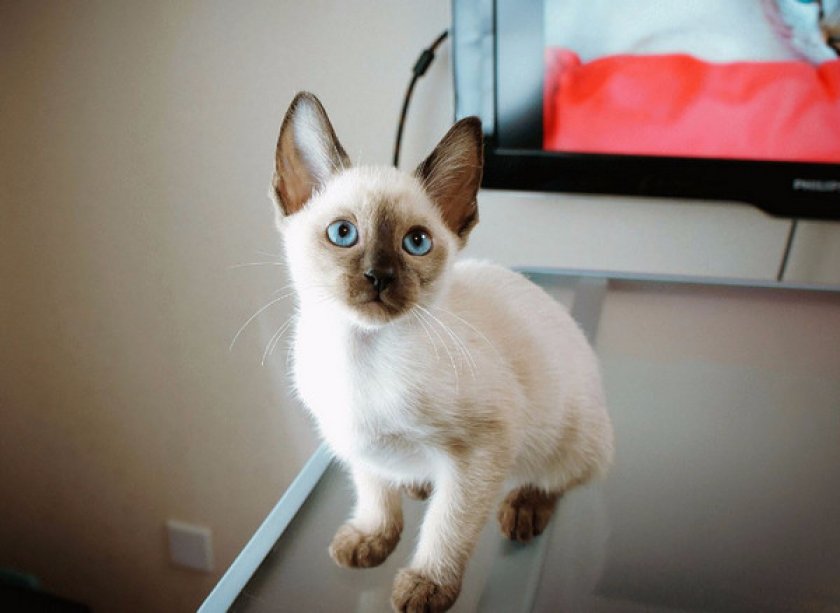 Сиамская кошка Сиамская кошка