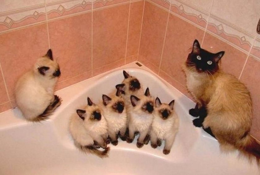 Купание котов Купание котов