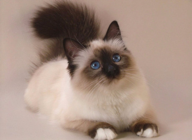 Сиамская кошка Сиамская кошка