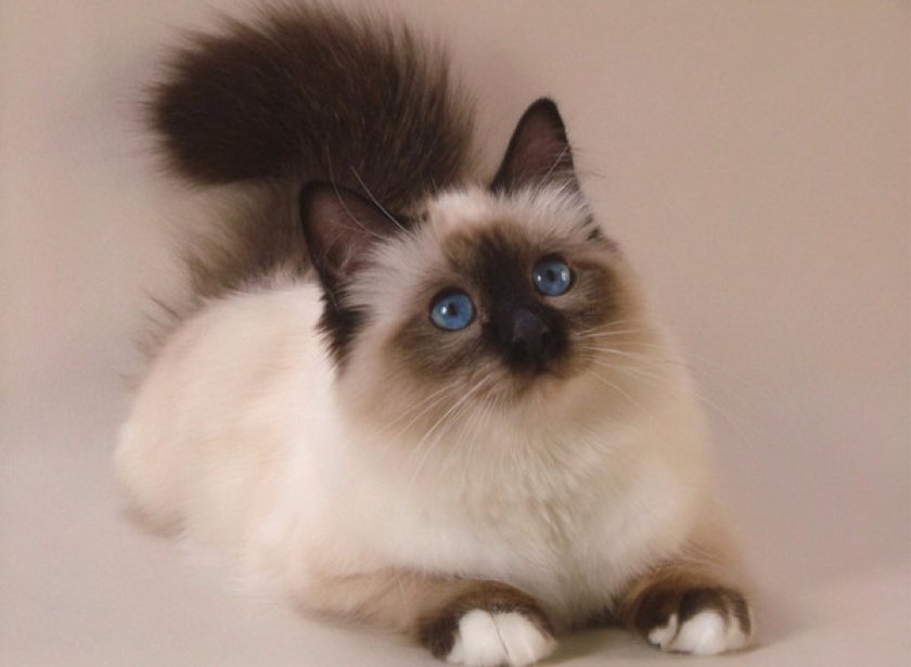 сиамская кошка фото и сколько стоит