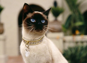 сколько стоит сиамская кошка сколько стоит в рублях