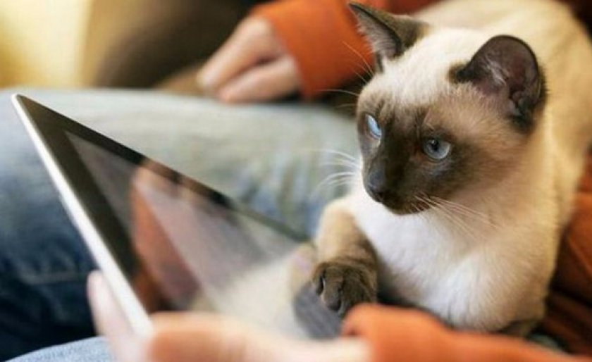 Сиамская кошка Сиамская кошка