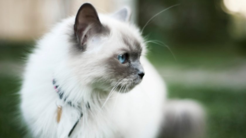 Бирманская кошка