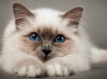 Бирманская кошка: описание, цена, уход