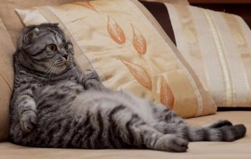 Кошка Кошка