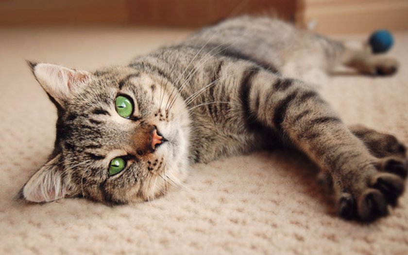 Кошка во время течки Кошка во время течки