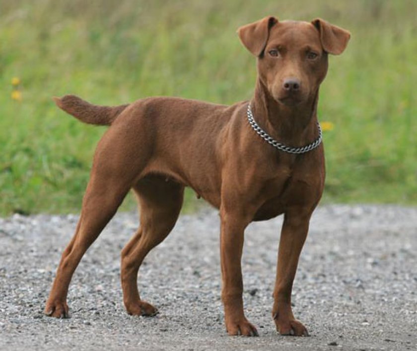 Паттердейл-терьер (фел-терьер)