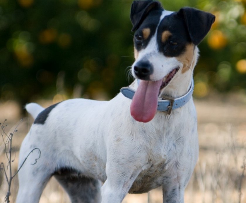 Андалузский ратонеро