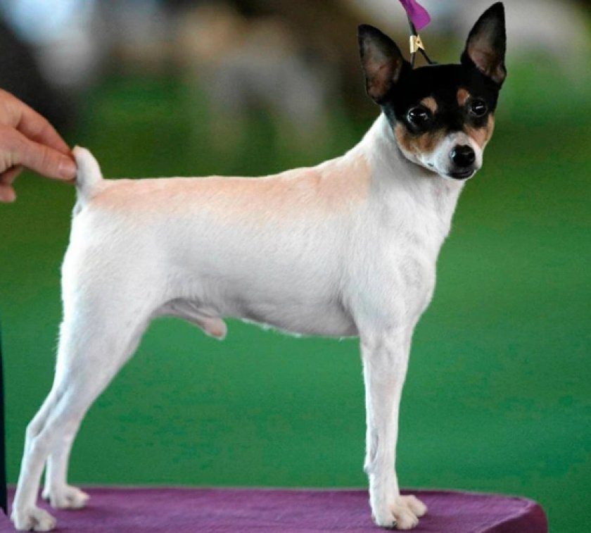 Миниатюрный фокстерьер