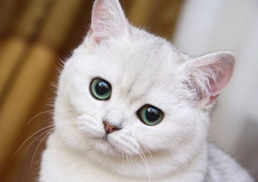 Кошка Кошка