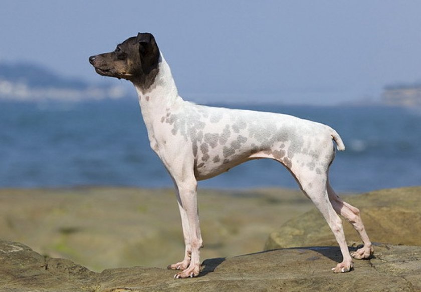 Японский терьер