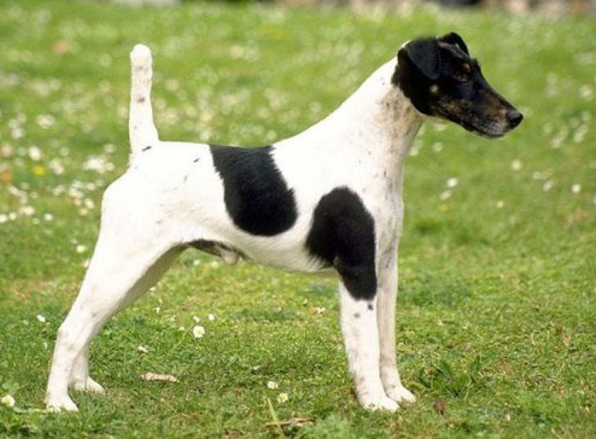 Чилийский фокстерьер