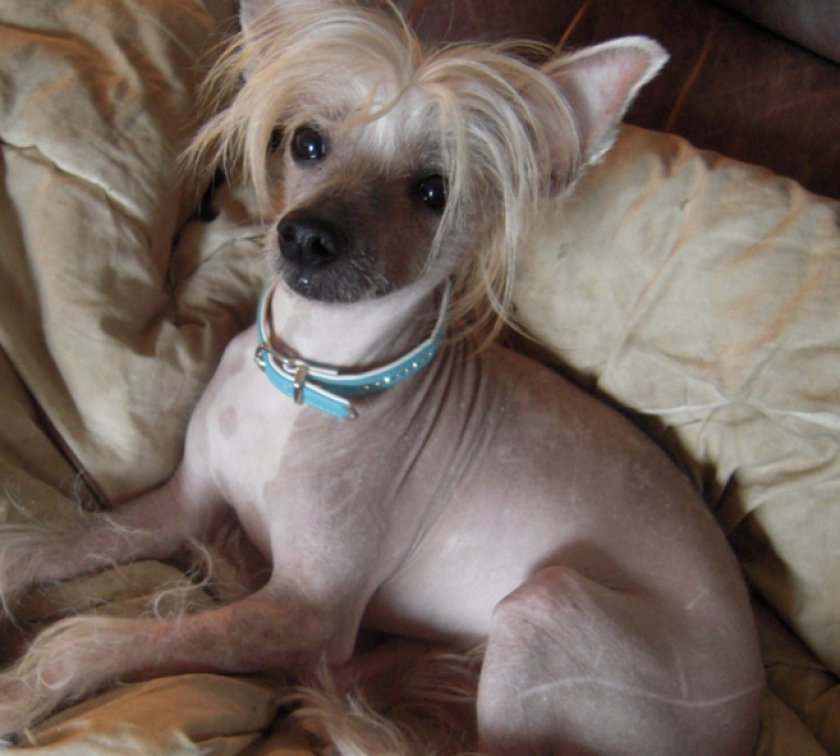 Китайская хохлатая Китайская хохлатая