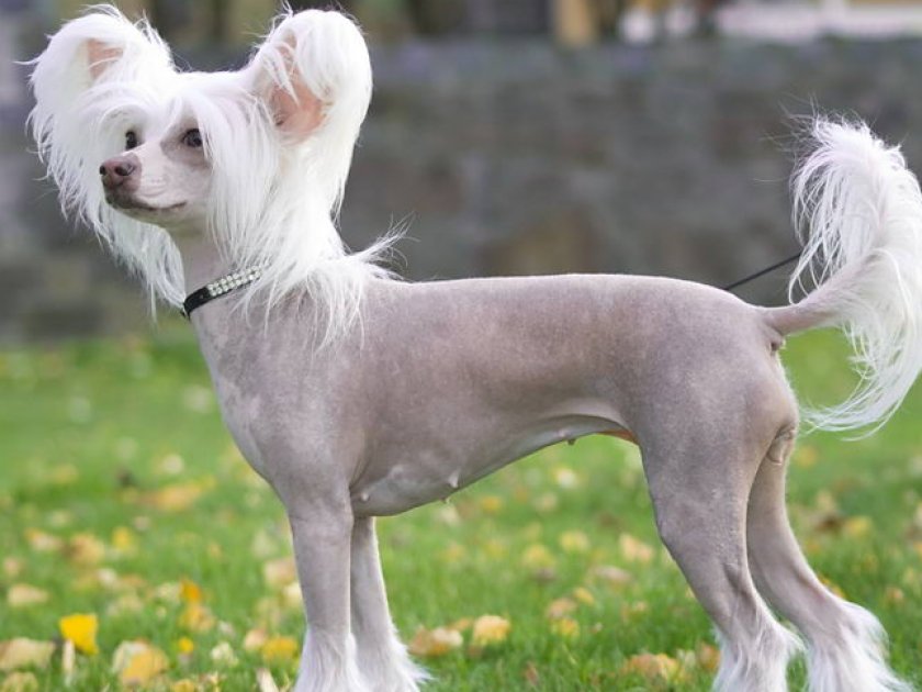 Китайская хохлатая Китайская хохлатая