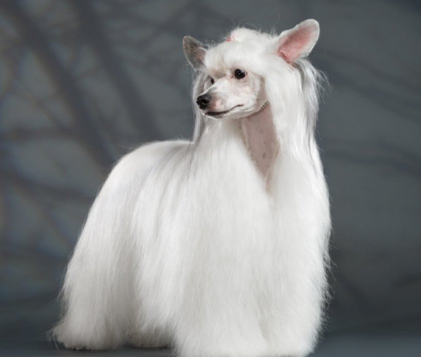 Китайская хохлатая Китайская хохлатая