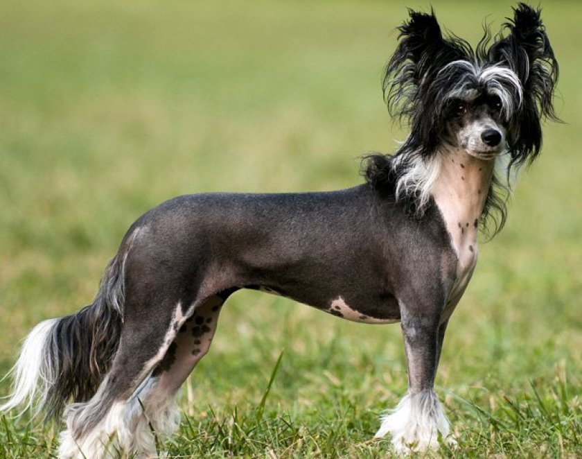 Китайская хохлатая Китайская хохлатая