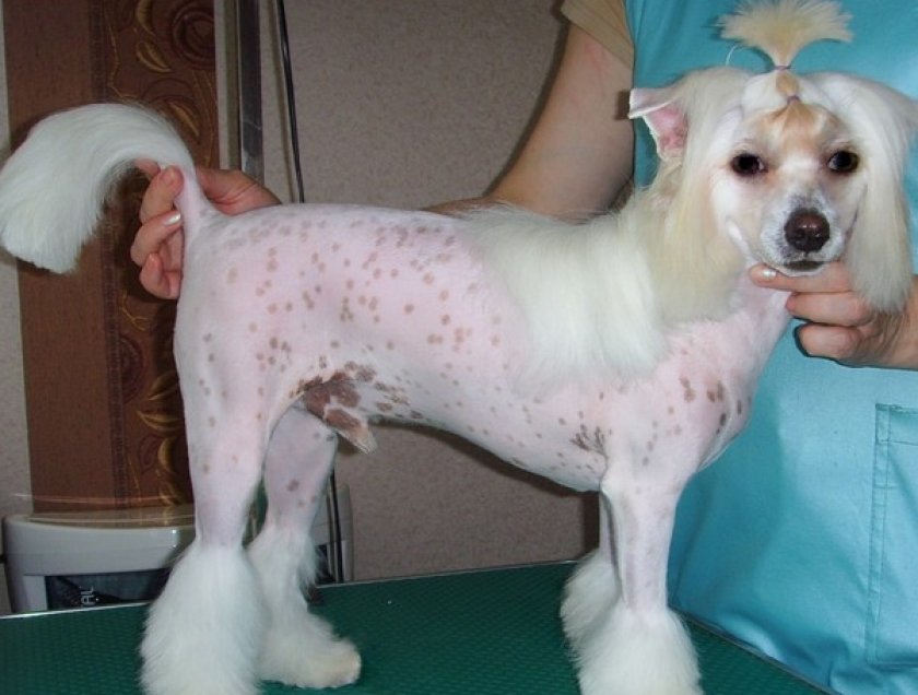 Китайская хохлатая Китайская хохлатая