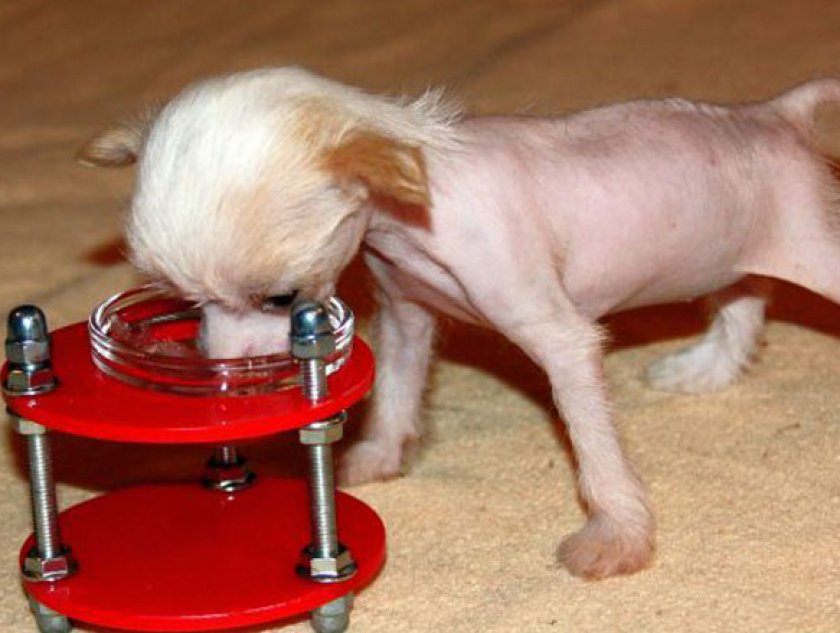 Китайская хохлатая Китайская хохлатая