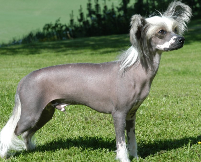 Китайская хохлатая Китайская хохлатая