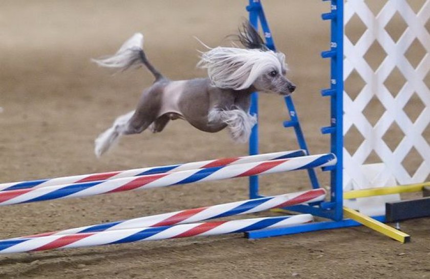 Китайская хохлатая Китайская хохлатая