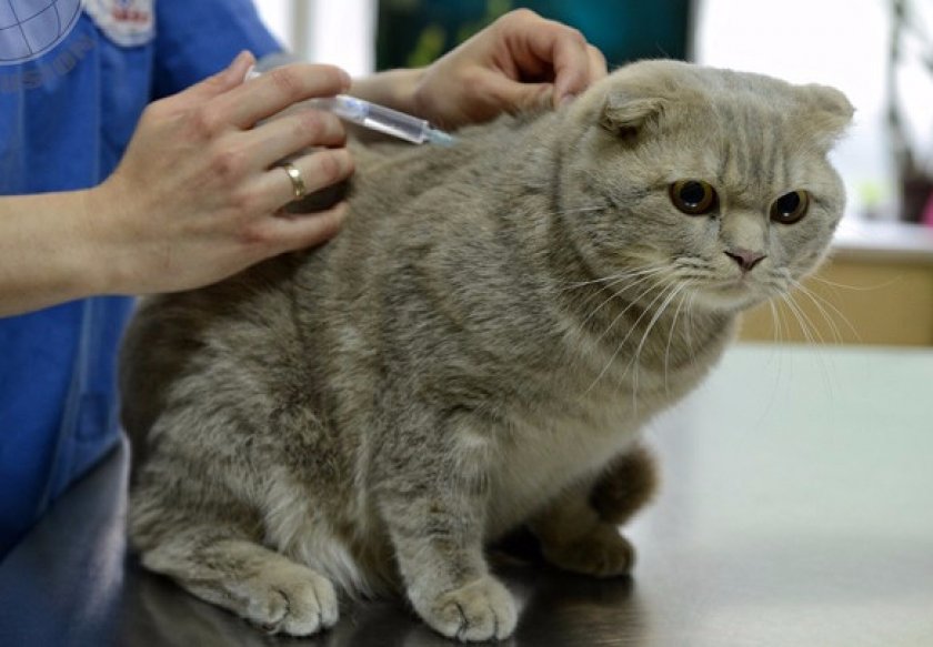 Вакцинация Вакцинация