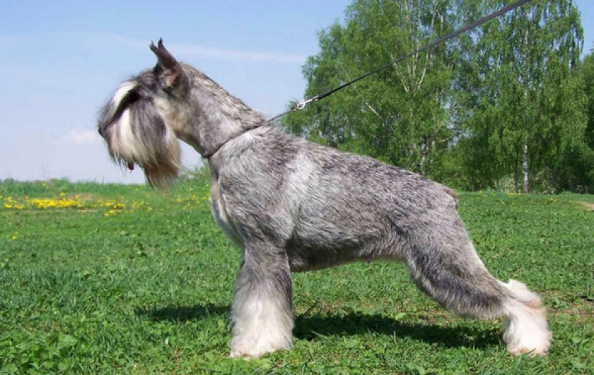 Миттельшнауцер