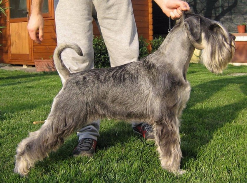 Миттельшнауцер