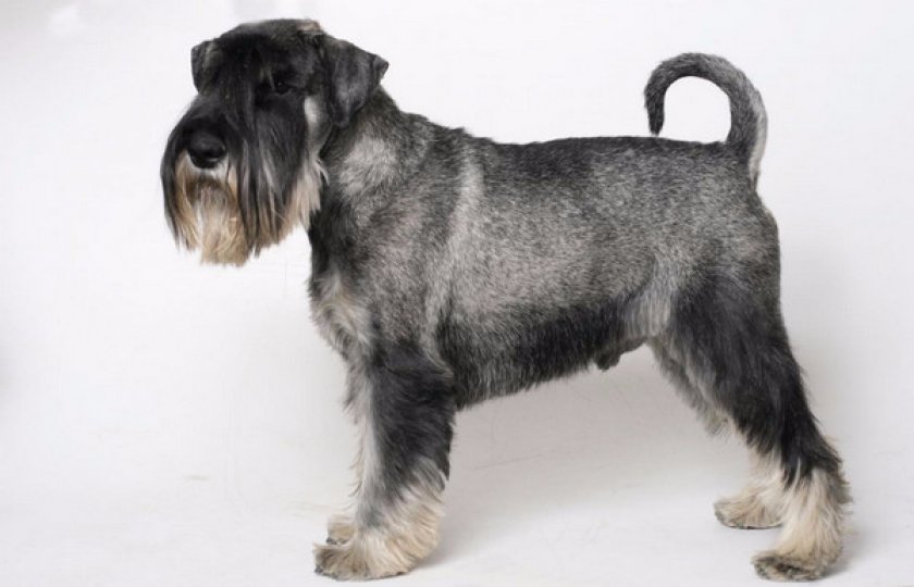 Миттельшнауцер