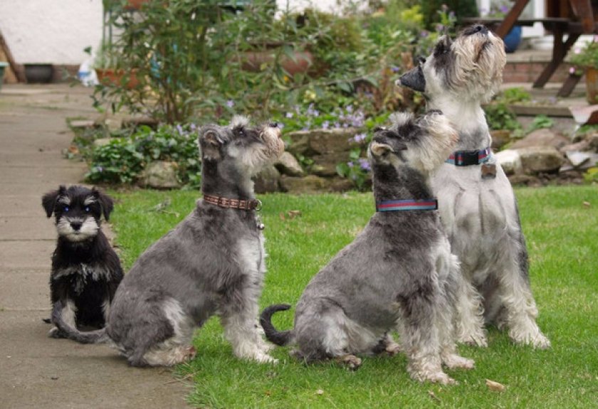 Миттельшнауцер